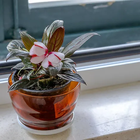 Πανσιόν Stradun