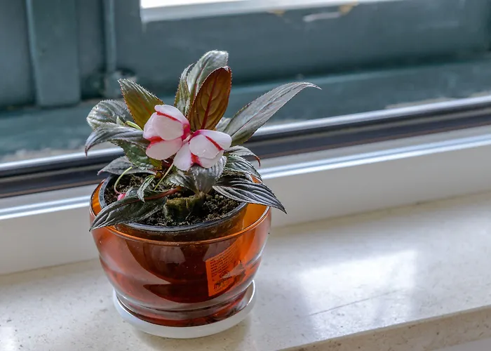 Гостевой дом Stradun Main Street Residence